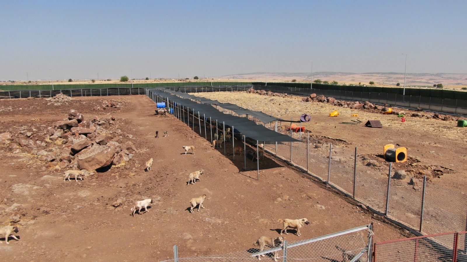 Serra Bucak, Canlıların Yaşam Hakkını Titizlikle Korumalıyız Dedi