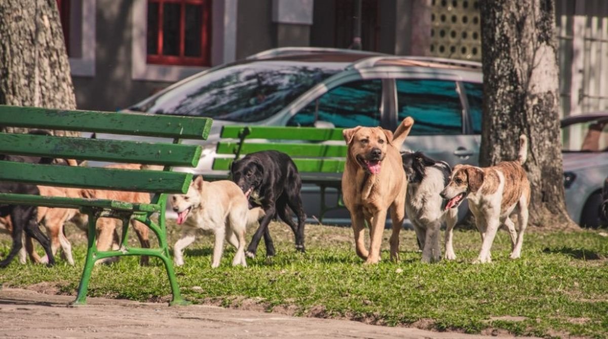 Sokak Hayvanlarına Yönelik Yeni Yasa Teklifi Meclis Gündeminde